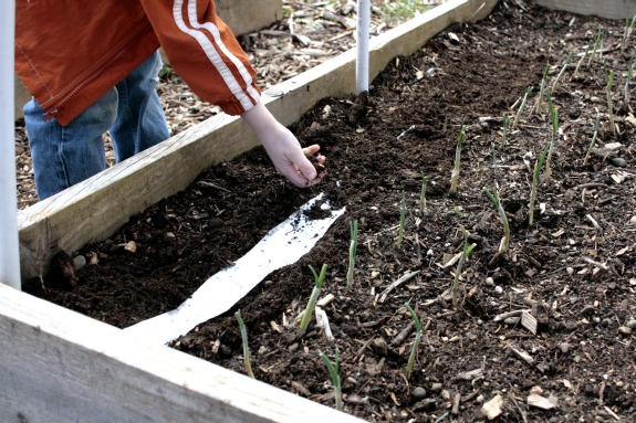 Make Your Own Seed Tape Make Your Own Seed Tape
